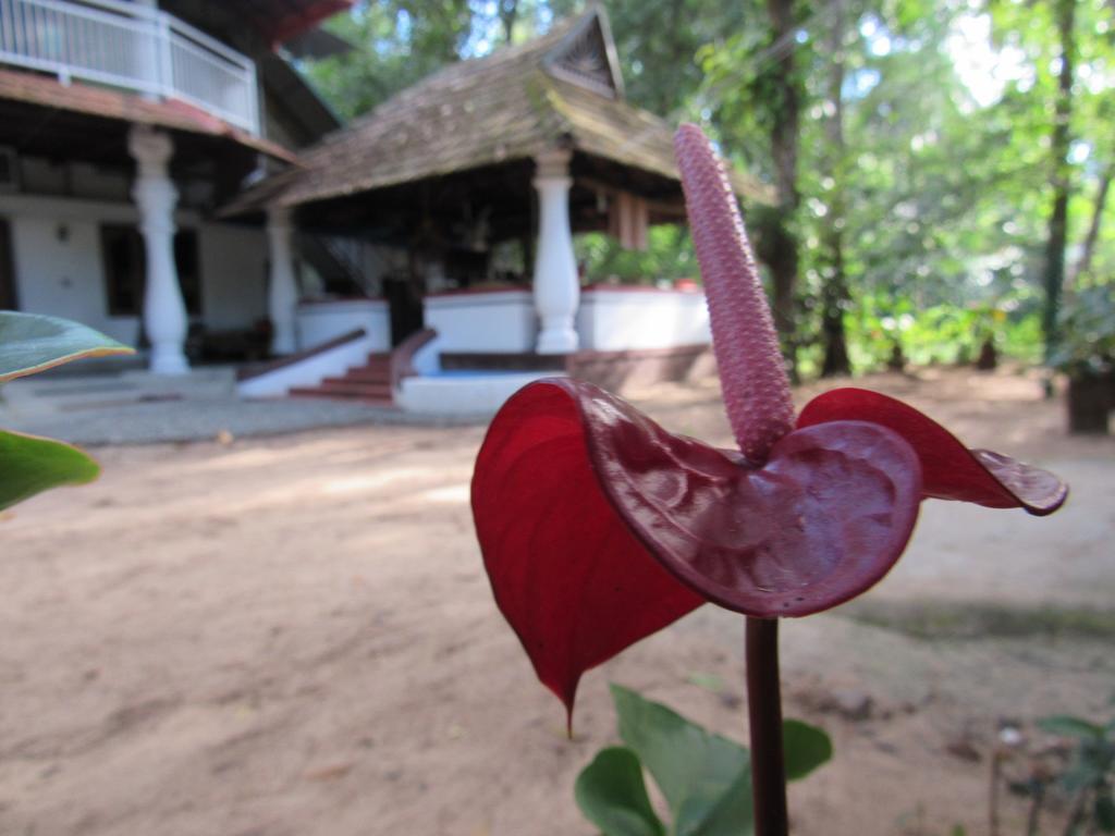 Marari Dreamz Villa Alappuzha Exterior photo
